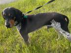Adopt Jackson a Bluetick Coonhound / Mixed dog in Covington, VA (38014861)
