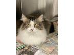 Adopt Casey a Brown Tabby Domestic Longhair / Mixed (long coat) cat in