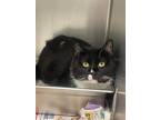 Adopt Perry a Black & White or Tuxedo Domestic Shorthair / Mixed (short coat)