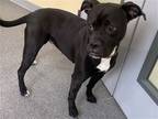 Adopt Mable a Black - with White Boxer / Pit Bull Terrier / Mixed dog in