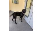 Adopt Mable a Black - with White Boxer / Pit Bull Terrier / Mixed dog in