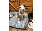 Adopt Toast a White - with Tan, Yellow or Fawn Catahoula Leopard Dog / Mixed dog
