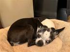 Adopt Roxy a Black - with White Boston Terrier / Mixed dog in Plano