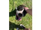 Adopt Bella Bean a Black - with White Mixed Breed (Medium) / Mixed dog in