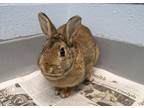 Adopt Sonic - Kitchener a Chocolate American / Other/Unknown / Mixed rabbit in
