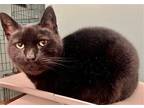 Adopt BIGGY a All Black American Shorthair / Mixed (short coat) cat in Hudson