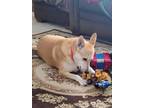 Adopt BONNIE - dog a Tan/Yellow/Fawn Ibizan Hound / Mixed dog in Hudson