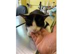 Adopt Jumpy a Black & White or Tuxedo Domestic Shorthair / Mixed (short coat)