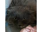 Adopt FlufferNutter a Gray or Blue (Mostly) Domestic Longhair / Mixed (long