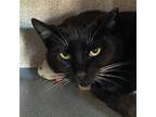 Adopt Max - Barn Cat a Black & White or Tuxedo Domestic Shorthair / Mixed (short