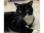 Adopt Glitch a Black & White or Tuxedo Domestic Shorthair / Mixed (short coat)