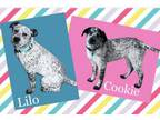 Adopt LILO AND COOKIE (2) a Mixed Breed
