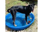 Adopt Jaxon a Black Australian Shepherd / Labrador Retriever / Mixed dog in