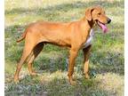 Adopt Alvin a Red/Golden/Orange/Chestnut Labrador Retriever / Redbone Coonhound