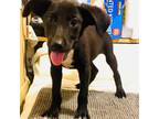 Adopt Cassie a Black Labrador Retriever / Mixed dog in Grand Bay, AL (37964086)