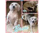 Adopt Bessie a Tricolor (Tan/Brown & Black & White) Beagle / Mixed dog in Grand