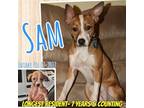 Adopt Sam a Terrier (Unknown Type, Medium) / Mixed dog in Grand Bay