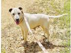 Adopt LilyBeth a Labrador Retriever / Mixed dog in Grand Bay, AL (37964047)