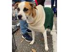 Adopt Princess a Boxer / Mixed dog in Grand Bay, AL (37964068)
