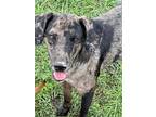 Adopt Molly a Merle Terrier (Unknown Type, Medium) / Mixed dog in Grand Bay