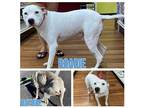 Adopt Roadie a American Pit Bull Terrier / Mixed dog in Grand Bay, AL (37964081)