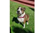 Adopt Shelby a Brindle - with White American Staffordshire Terrier / Mixed dog