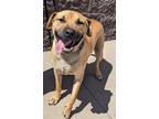 Adopt Luke/marina a Tan/Yellow/Fawn Labrador Retriever / Mixed dog in White