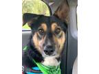 Adopt XP Deuce - Texas a Tricolor (Tan/Brown & Black & White) German Shepherd