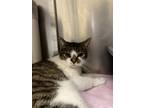Adopt Alice a Brown Tabby Domestic Shorthair / Mixed (short coat) cat in