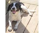 Adopt Harper a White - with Black Pointer / Mixed dog in Mountain View