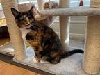 Adopt Misa-pb a Calico or Dilute Calico Domestic Shorthair / Mixed (short coat)