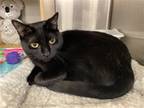 Adopt Endora a All Black Domestic Shorthair / Mixed (short coat) cat in Missouri