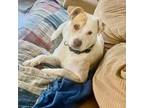 Adopt Murdock a White - with Tan, Yellow or Fawn Labrador Retriever / Labrador