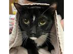 Adopt Ellen a Black & White or Tuxedo Domestic Shorthair / Mixed cat in