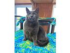 Adopt Greyson a American Shorthair / Mixed cat in Unionville, PA (37924213)