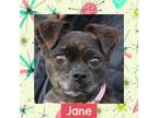 Adopt Jane a Pug / Mixed dog in Littleton, CO (37824978)