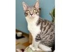 Adopt Baby Pickle a Gray or Blue (Mostly) Domestic Shorthair / Mixed (short