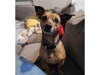 Adopt Nelson a Dachshund / Mixed dog in Weston, FL (37892047)