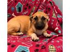 Adopt Lillie a Dachshund / Mixed dog in Weston, FL (37843359)