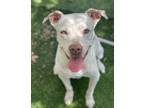Adopt Ruby a White - with Brown or Chocolate Pit Bull Terrier / Mixed dog in