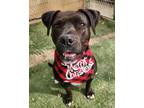 Adopt Aurora a Black - with White Boxer / Pit Bull Terrier / Mixed dog in