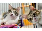 Adopt Cali & Patches a Calico or Dilute Calico Domestic Shorthair / Mixed (short