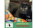 Adopt Coco a All Black Domestic Shorthair / Mixed (short coat) cat in