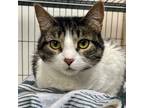 Adopt Fawn a Gray, Blue or Silver Tabby Domestic Shorthair / Mixed (short coat)