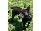 Adopt Raven a Black Pit Bull Terrier / Mixed dog in AUGUSTA, WV (37905677)