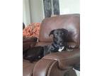 Adopt Sampson a Labrador Retriever / Mixed dog in Dallas, TX (37973152)