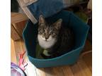 Adopt Adora a Brown Tabby Domestic Shorthair / Mixed (short coat) cat in
