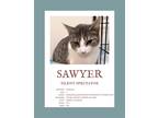 Adopt Sawyer a Domestic Shorthair / Mixed (short coat) cat in Herndon