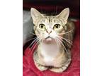 Adopt Loris a Tortoiseshell Domestic Shorthair / Mixed (short coat) cat in