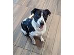 Adopt Peyton a Black - with White Labrador Retriever / Mixed dog in Hilton Head